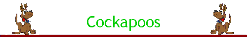 Cockapoos