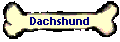 Dachshund