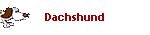 Dachshund