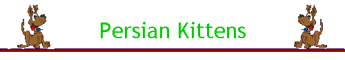 Persian Kittens