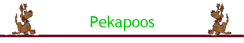 Pekapoos