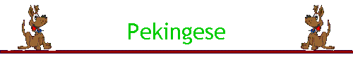 Pekingese