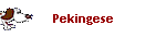 Pekingese