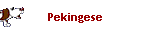 Pekingese