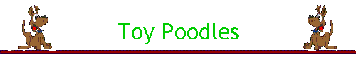 Toy Poodles
