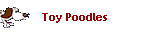 Toy Poodles