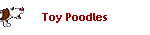 Toy Poodles