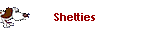 Shelties