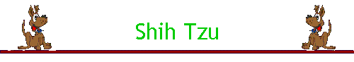 Shih Tzu